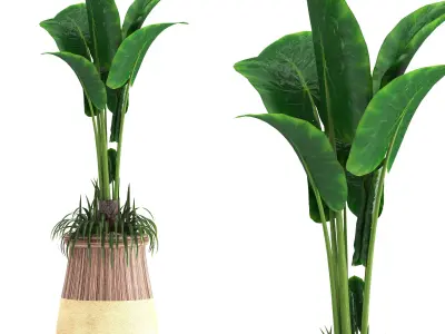 indoor plant set019 3D model