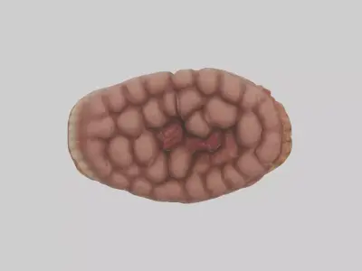 Leopard Large Intestine Low-poly 3D model