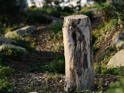  Medium Cut Bare Stump Model 