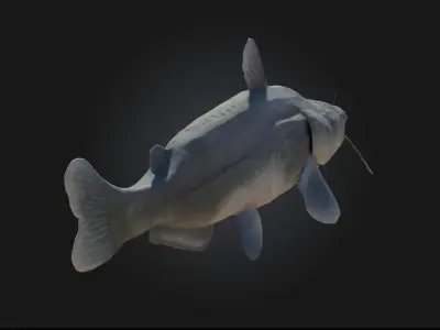Catfish Calm Realistic Freshwater Fish Model 3D model