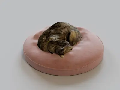 Cat sleeping on a pillow 3d Scan 3D model