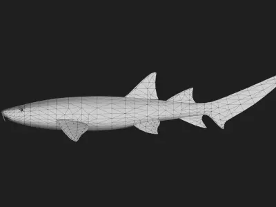 Shark Low-poly 3D model 28