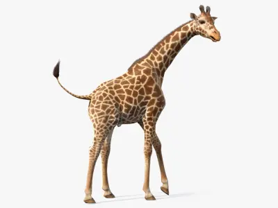African Giraffe Fur Rigged 3D model