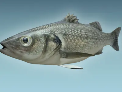 Barfish shark flying in sky 3D model