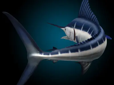 Marlin 3D model buy