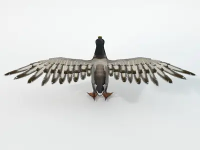  Black Duck Low-poly 3D model