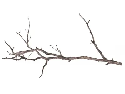 Branch 3D model