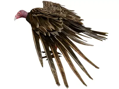 Vulture 3D model purchase