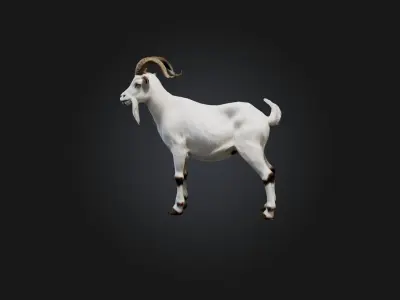 Realistic Goat Model Low-poly 3D model