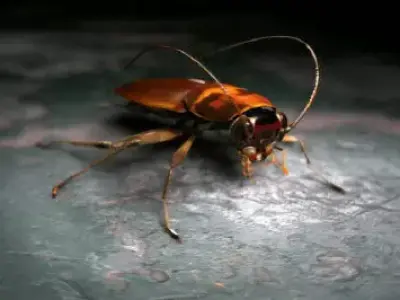 Cockroach beetle on table 3D model