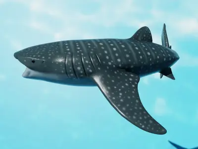Shark package Low-poly 3D model