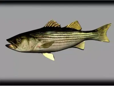 striped bass 3D model