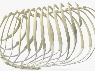  Anatomical Skeleton of Dog Rib Cage 