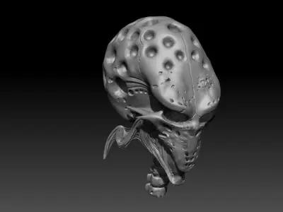 Snail skull 3D model