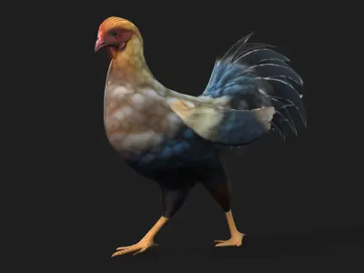 Chicken A1 3D model