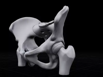 Realistic Human Pelvis Bone Anatomy 3D Model for Medical 3D print model