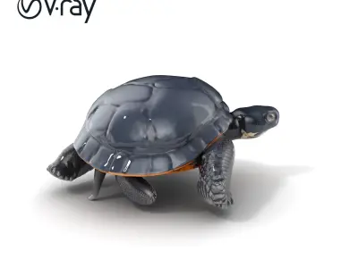 Leatherback Turtle Detailed Shell model pack Low-poly 3D model