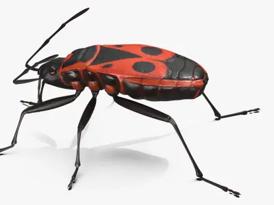  Firebug Pyrrhocoris Apterus Insect Red Black 