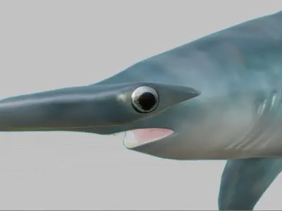 Hammerhead Shark 3D model order