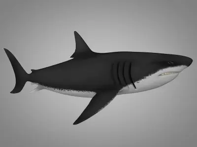 Shark killer whale Low-poly 3D model