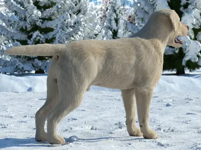  Labrador Dog White Rigged Fur 