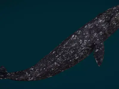 Gray Whale Animated Low-poly 3D model