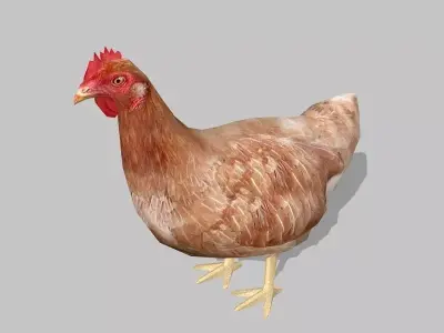 hen chicken Low-poly 3D model purchase