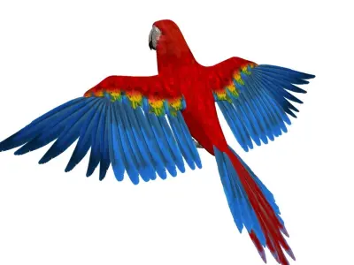 Macaw flying 3D model
