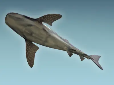 Whale Shark 3D model get