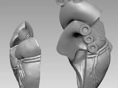  human heart 3D print model 3D print model