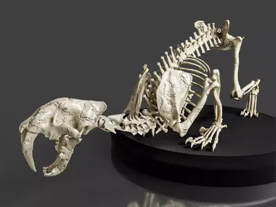 Realistic Sabretooth Skeleton 3D model