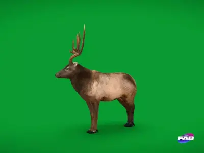 Elk Wapiti Free 3D model purchase