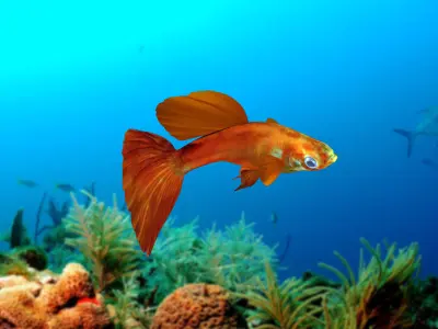 Guppy Fish 3D model
