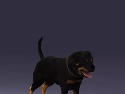 Black dog breed rottweiler 0160 3D model