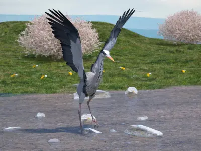 Grey Heron Rigged for Maya 3D model