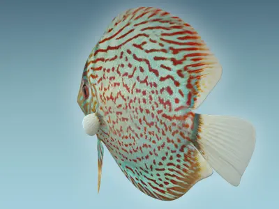 Discus Fish 4 3D model