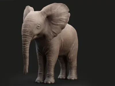 Elephant Baby Rigged 3D model