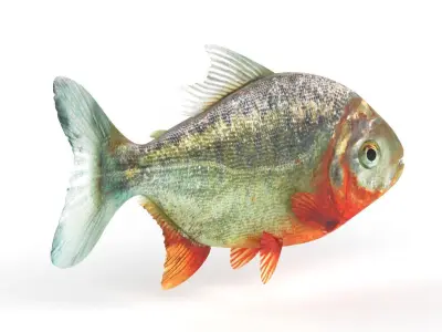 Piranha fish 3D model buy