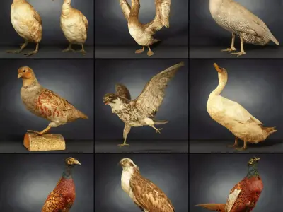9 Birds Collection V1 Low-poly 3D model