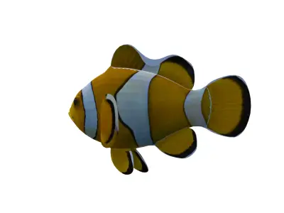 Realistic Clown Fish 3D Model Low-poly 3D model