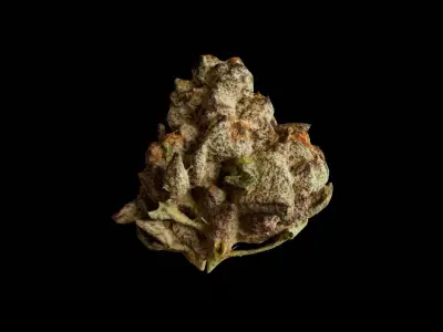 Realistic Cannabis Bud 03 3D model