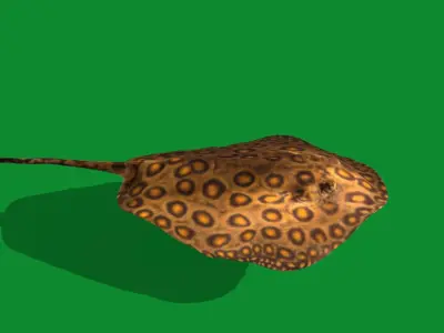 Stingray Low-poly 3D model 5