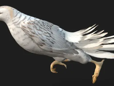 Kestrel B6 3D model