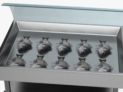  Gilthead Dorado in Stainless Steel Fish Display Counter 