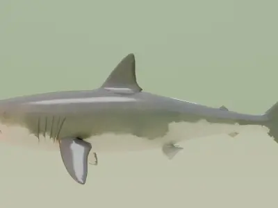 Shark 3D model 9