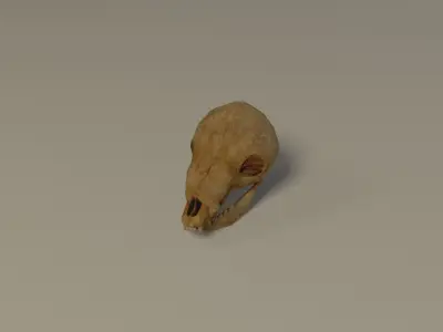 Animal skull Low-poly 3D model purchase
