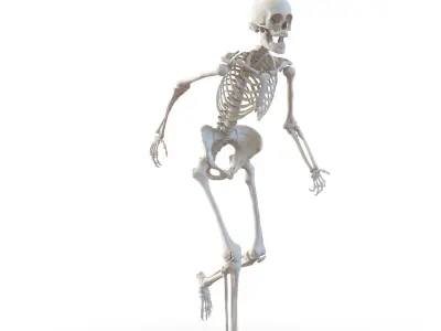 Human Skeletons Rigged Collection for Cinema 4D 3D model