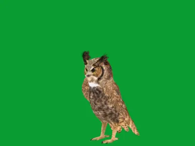 Great Horned Owl Low-poly 3D model purchase