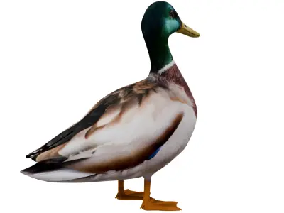 Mallard Duck 3D model purchase