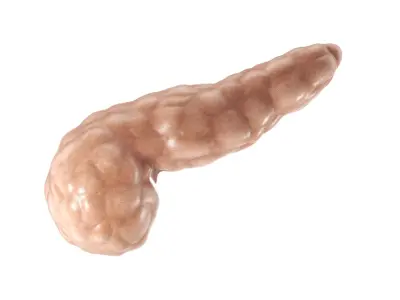 Pancreas PBR 3D model